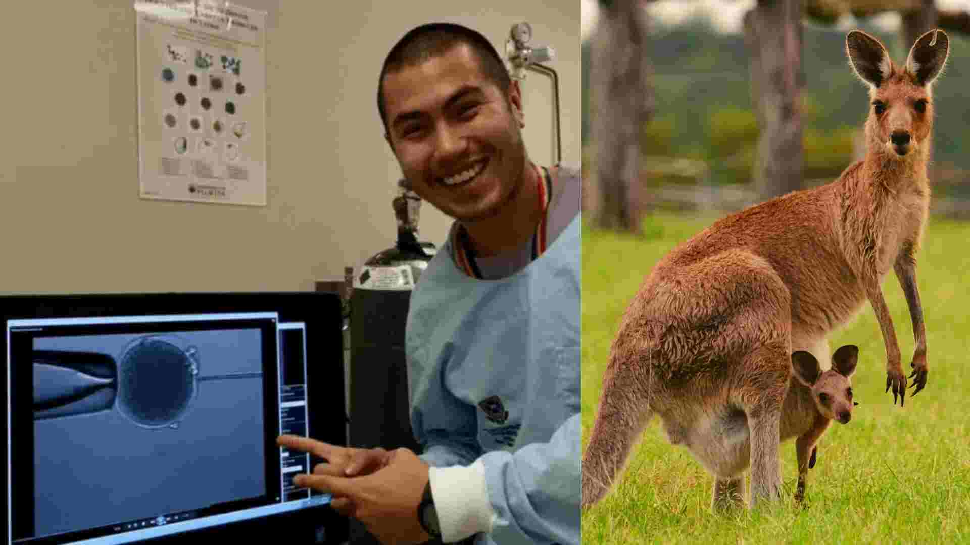 Kangaroo IVF Success Marks Major Milestone in Marsupial Conservation Efforts