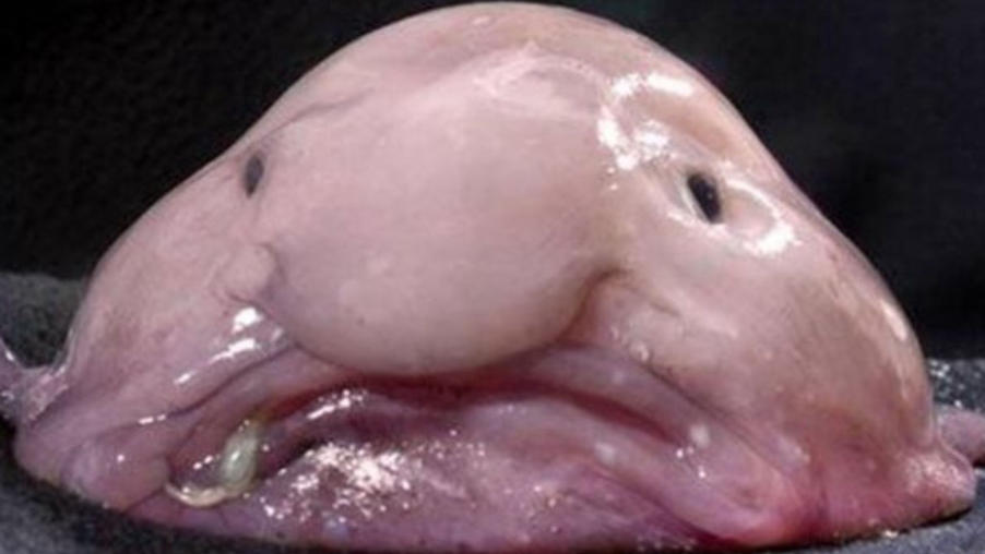 Blobfish Breaks Records, Wins New Zealand’s Fish of the Year