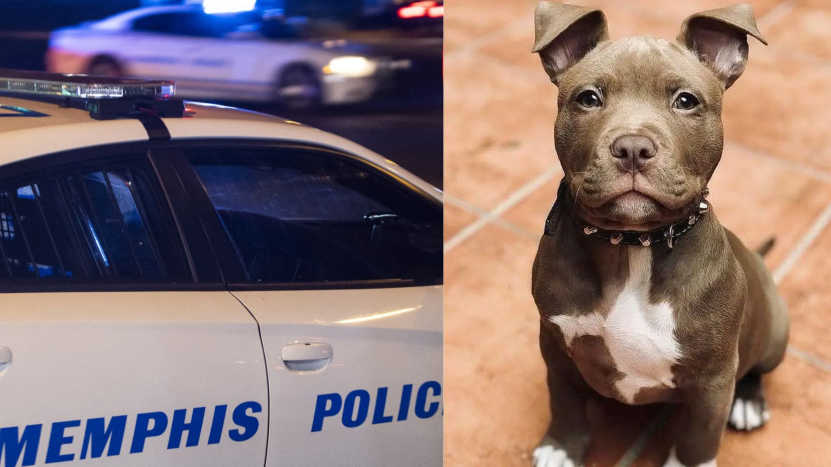 Freak Incident Man Says His Pit Bull Pulled the Trigger