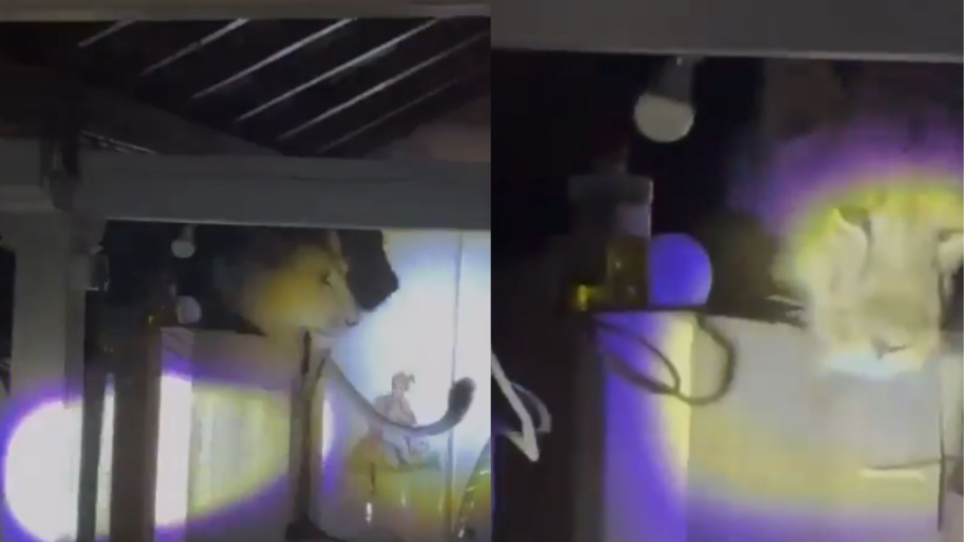 Lion Enters Kitchen in Gujarat, Shocks Sleeping Family Lion Enters Kitchen in Gujarat, Shocks Sleeping Family
