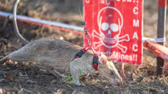 Meet Ronin The World’s Most Successful Landmine Detection Rat