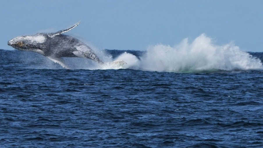 Humpback Whales Halt Sydney Ferries as Migration Season Peaks