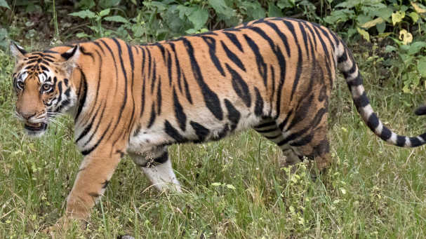 International Tiger Day 2025: Why Saving Tigers Matters More Than Ever