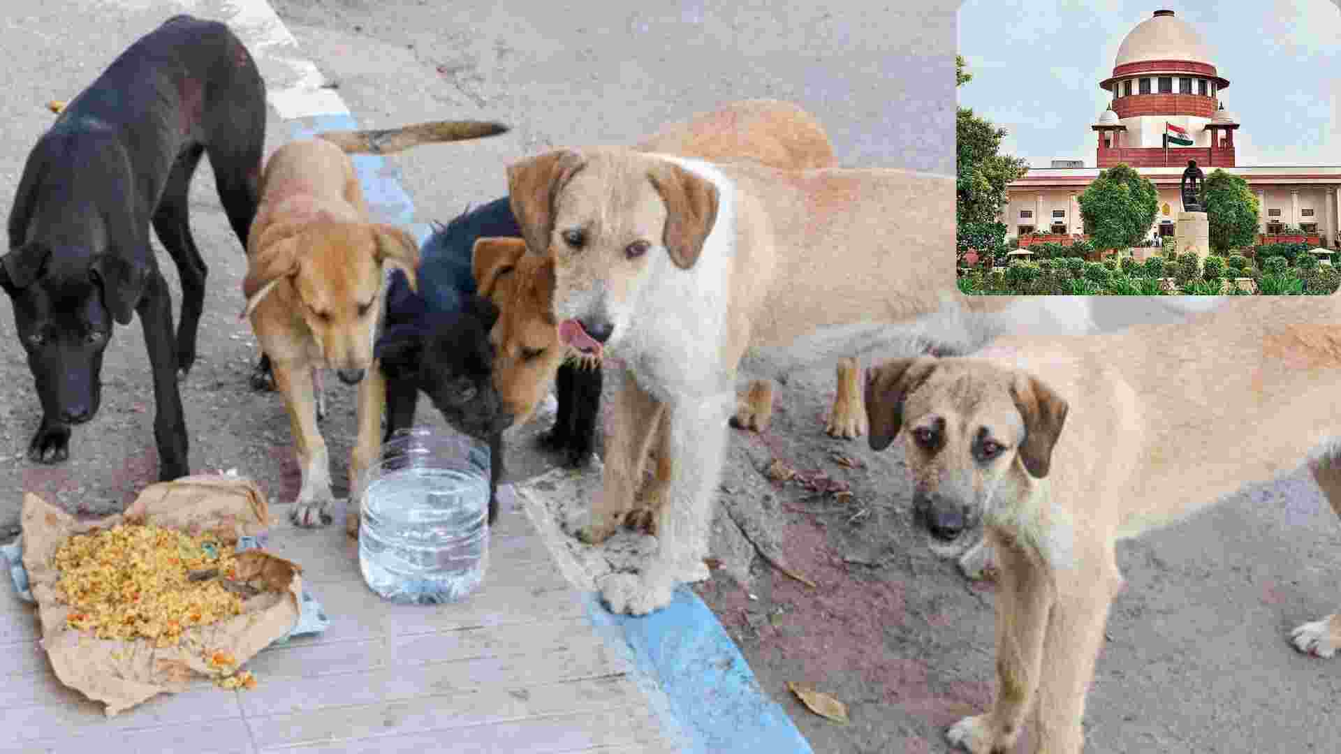 Supreme Court Issues New Rules on Stray Dogs, Reverses Blanket Ban Supreme Court Issues New Rules on Stray Dogs, Reverses Blanket Ban