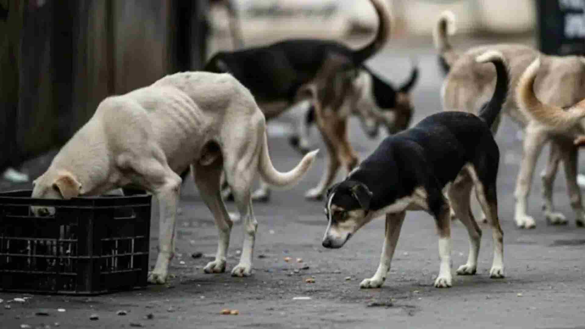 MCD Orders Stray Dog Pick-Up Ahead of Supreme Court Verdict, NGOs Say Plan Impossible