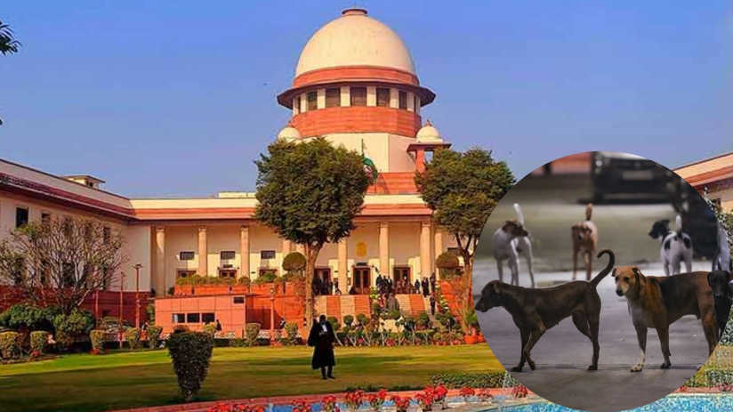 Stray Dog Case Turns Heated as Court Balances Public Safety and Animal Rights Stray Dog Case Turns Heated as Court Balances Public Safety and Animal Rights