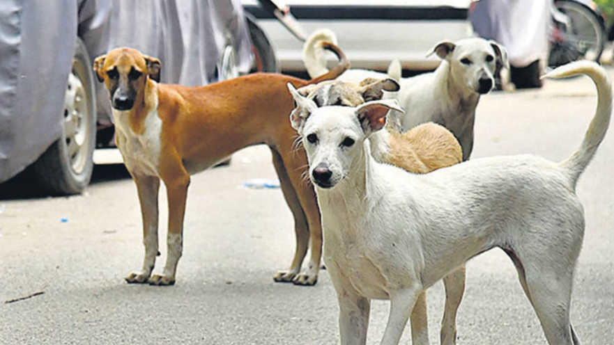 Supreme Court to Rehear Delhi-NCR Stray Dog Case Amid Public Outcry Supreme Court to Rehear Delhi-NCR Stray Dog Case Amid Public Outcry
