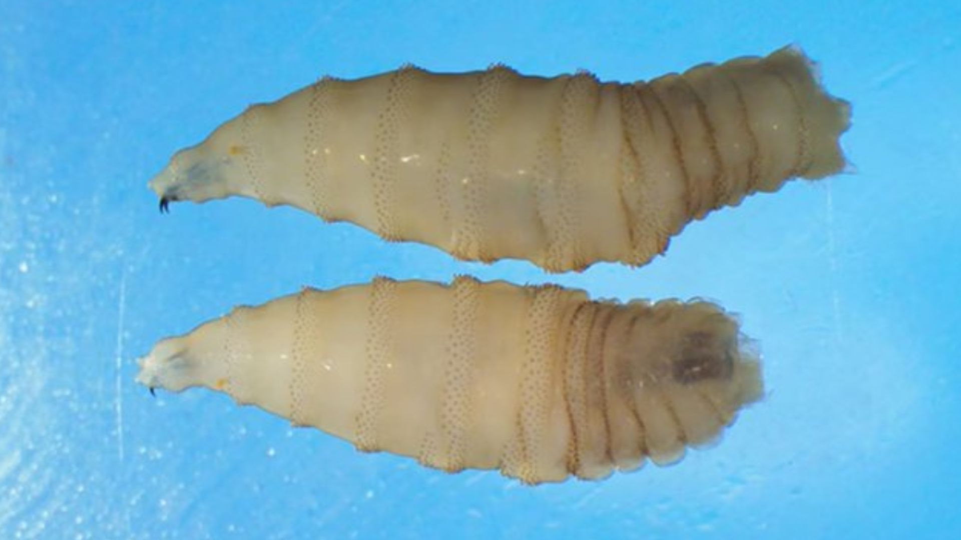 US Reports First Human Case of Flesh-Eating Screwworm Parasite US Reports First Human Case of Flesh-Eating Screwworm Parasite