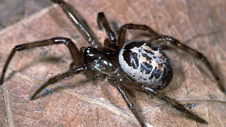 Venomous False Widow Spiders Set to Invade UK Homes as Mating Season Begins Venomous False Widow Spiders Set to Invade UK Homes as Mating Season Begins