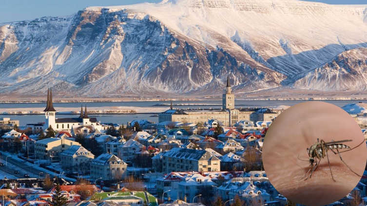 Climate Change Brings Mosquitoes to Iceland for the First Time Climate Change Brings Mosquitoes to Iceland for the First Time