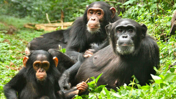 Scientists Explore Imagination in Apes Through Unique Experiment Scientists Explore Imagination in Apes Through Unique Experiment