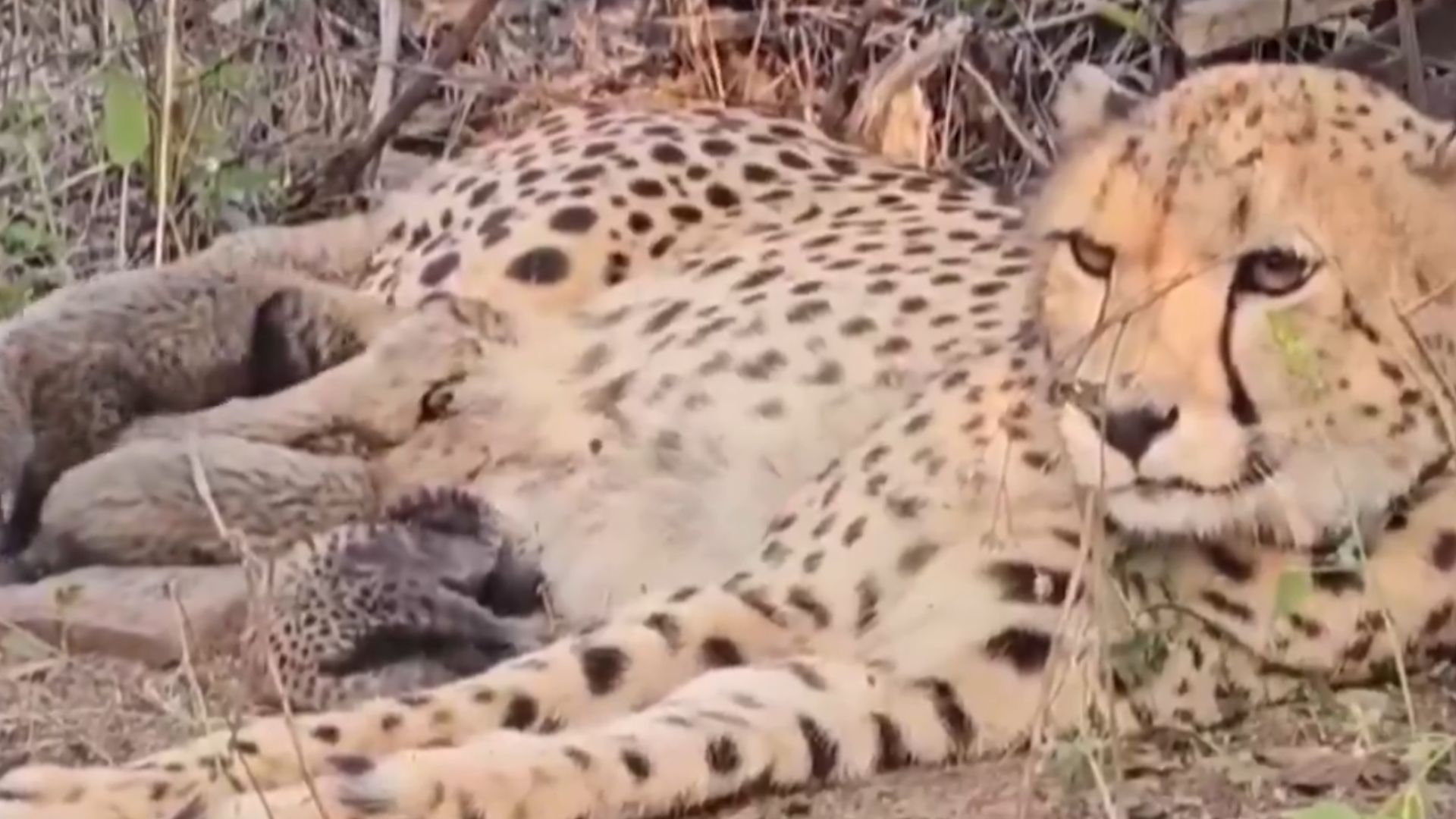 Four Wild-Born Cheetah Cubs Die in Kuno, Leopard Attack Suspected